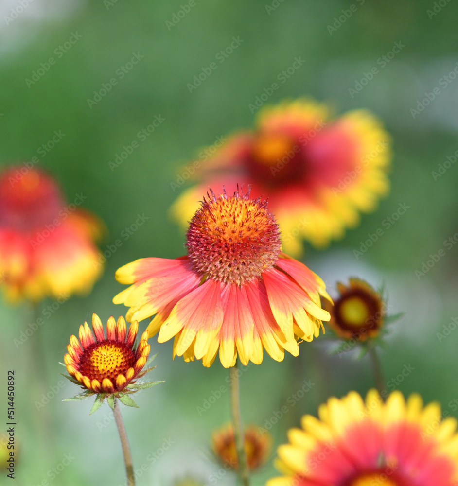Gaillardia flower (Latin. Gaillardia) in summer garden Gaillardia flower (Latin. Gaillardia) in summer garden