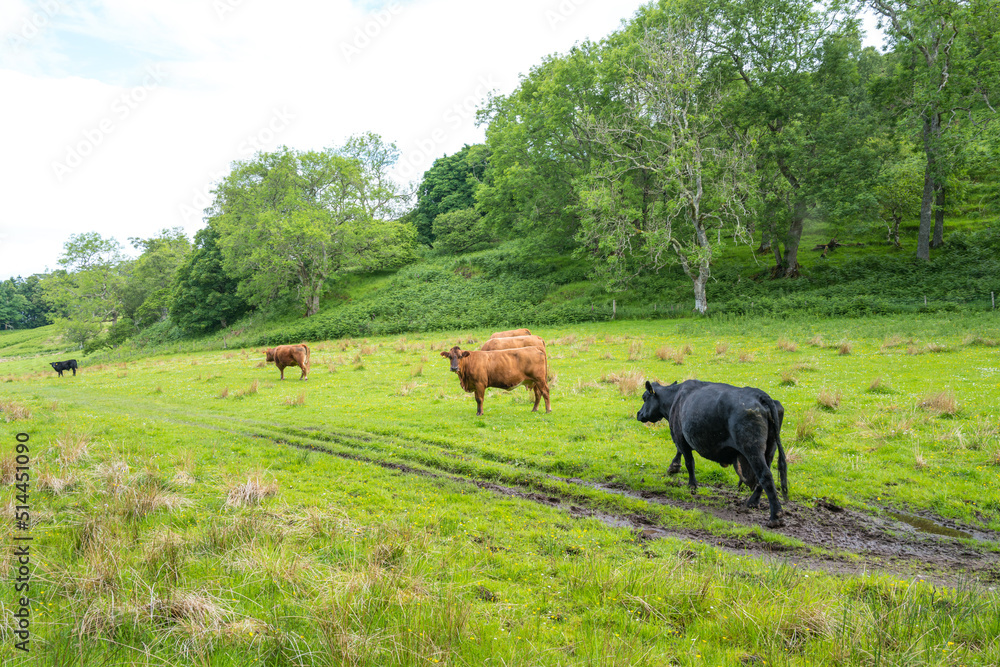 Herd of cows heading home for milking Herd of cows heading home for milking