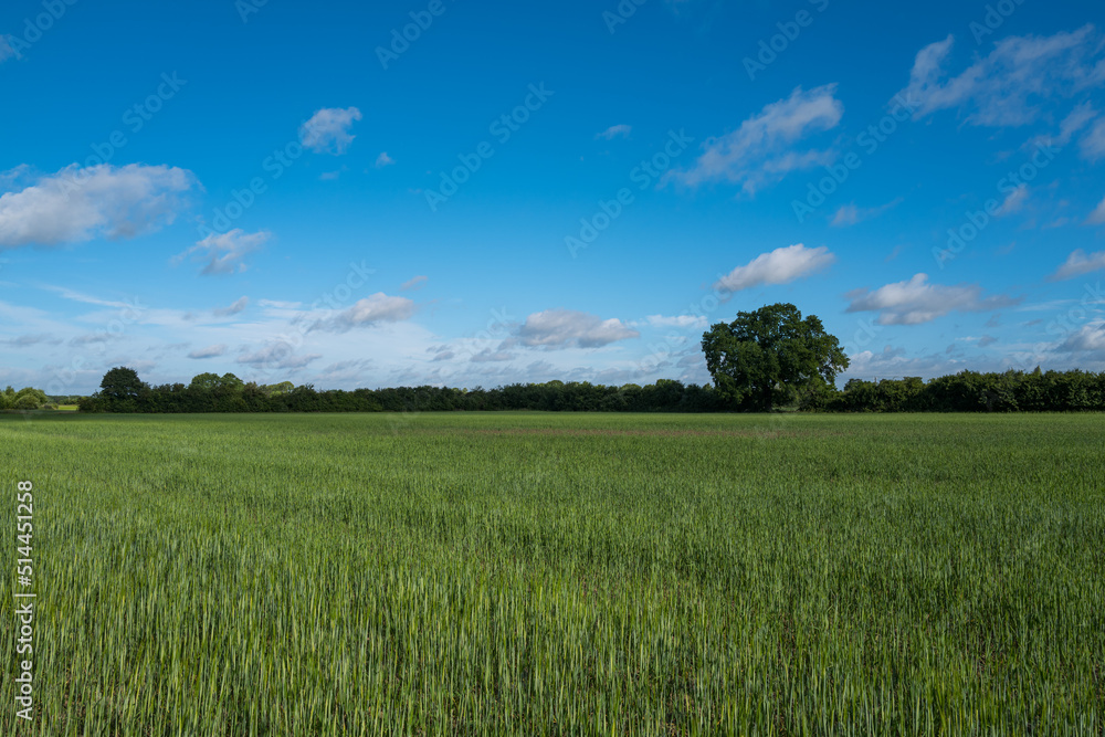 A sea of green barley growing in the farmer's field with a deep blue sky