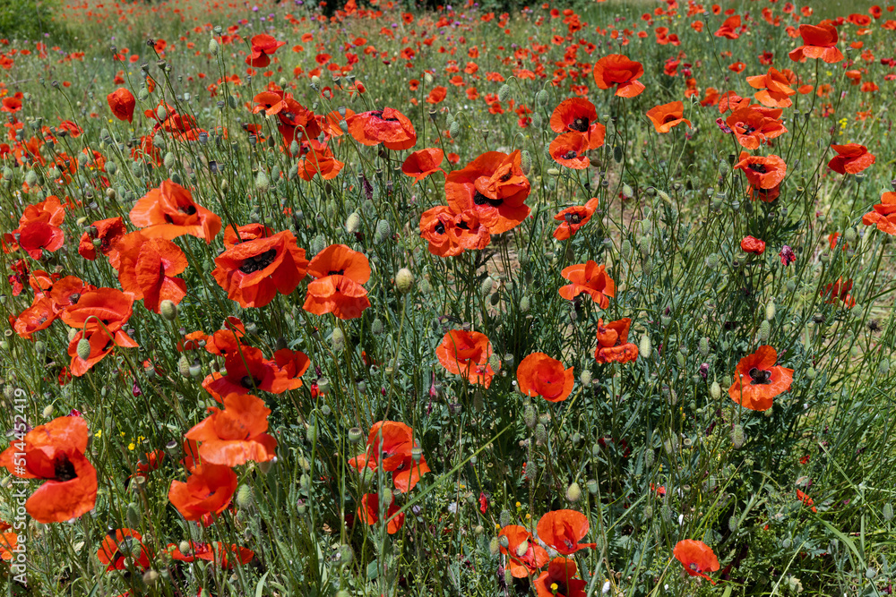 Fototapeta premium Flowers Red poppies blossom on wild field. Beautiful field red poppies with selective focus. soft light. Natural drugs. Glade of red poppies. Lonely poppy. Soft focus blur