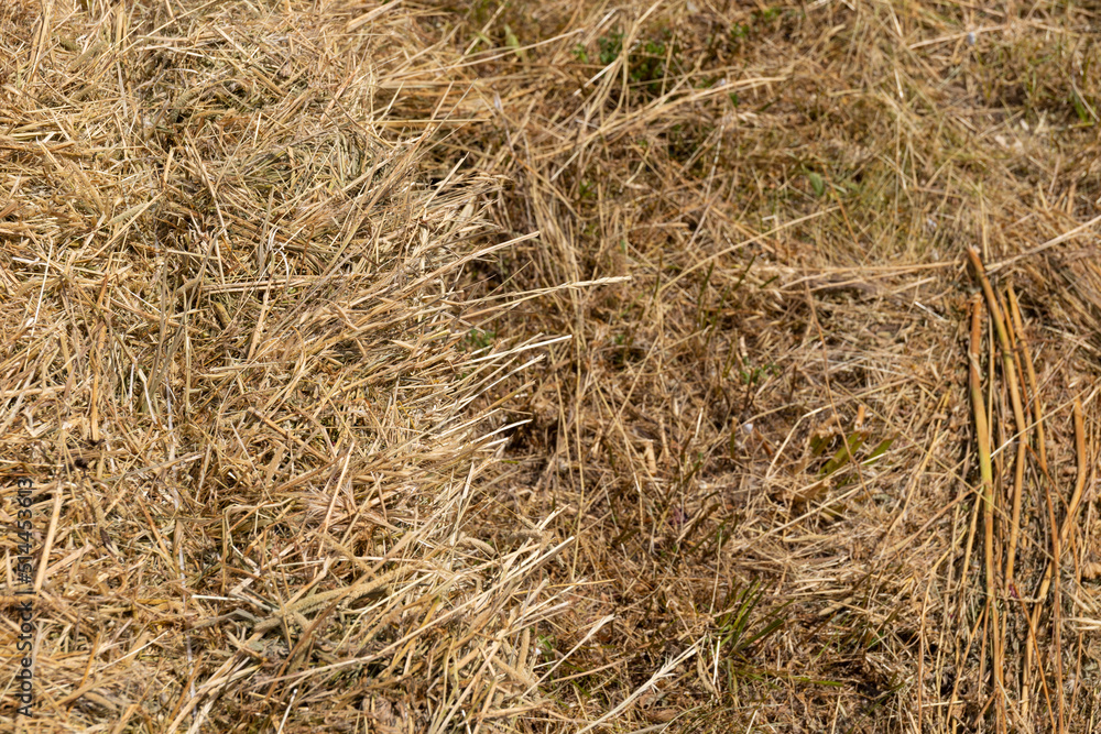 Haystack or hay straw. Mowed dry grass (hay) in stack on farm field. Hay pile stack farmer mowed for animal feeding. Bale of hay harvest. Haystack or hay straw. Mowed dry grass (hay) in stack on farm field. Hay pile stack farmer mowed for animal feeding. Bale of hay harvest.