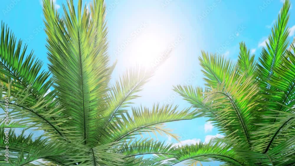 A close-up view of the leaves on a row of Palm trees blowing in the gentle breeze. A close-up view of the leaves on a row of Palm trees blowing in the gentle breeze.