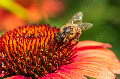 Honey bee (Apis melifera) collecting nectar on a coneflower (Echinacea purpurea) photo
