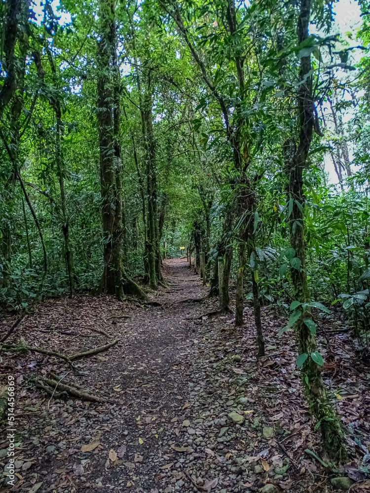 A Jungle Trail A Jungle Trail