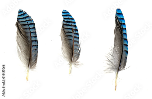 blue with black striped jay feather on white isolated background © Krzysztof Bubel