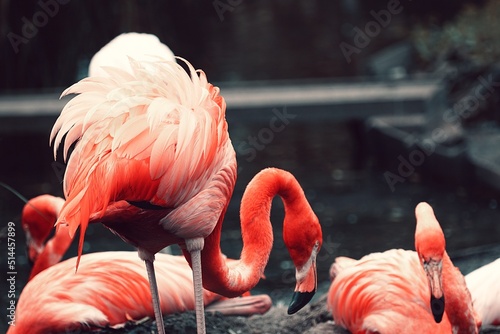 Leinwand Poster Close-up Of Flamingo