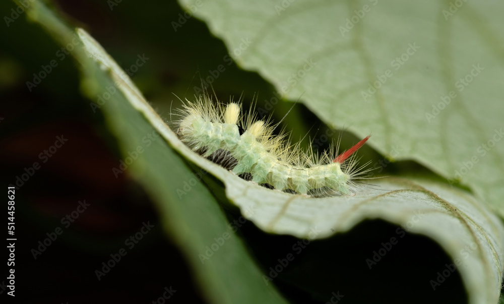 Naklejka premium Pale tussock moth caterpillar creeps along the edge of the leaf. Selective focus.