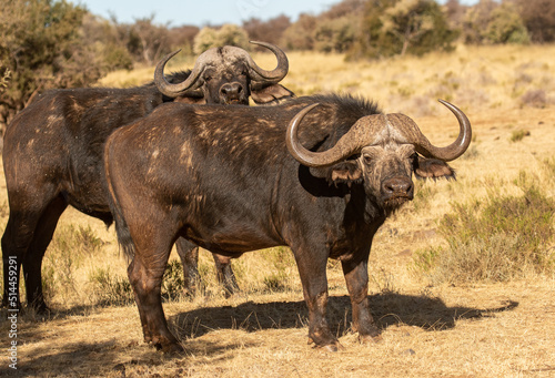 Cape or African buffalo bull on a game farm, South Africa