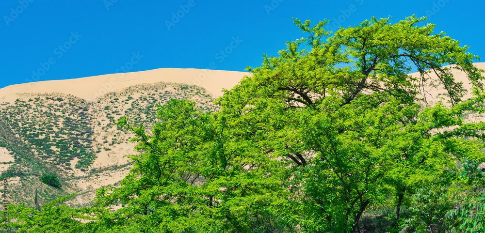 spring desert, blooming vegetation on the edge of the Sarykum sand dune