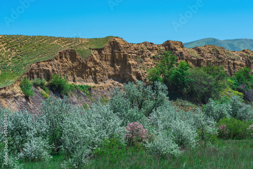 flowering grove in the river valley in Dagestan, summer tugay forest photo