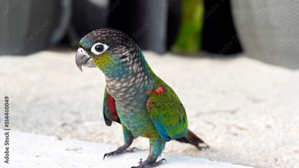 The green parrot landed on the beach. Tropical birds of Latin America.
