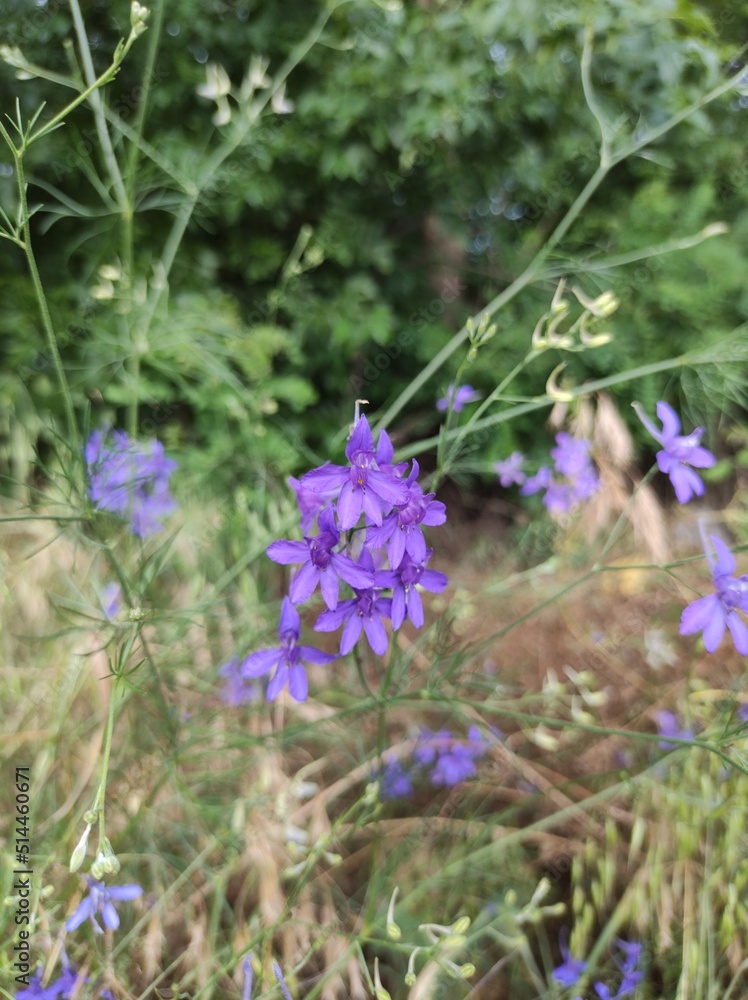 flowers in the field flowers in the field
