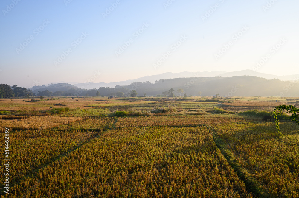 Rice field in winter 