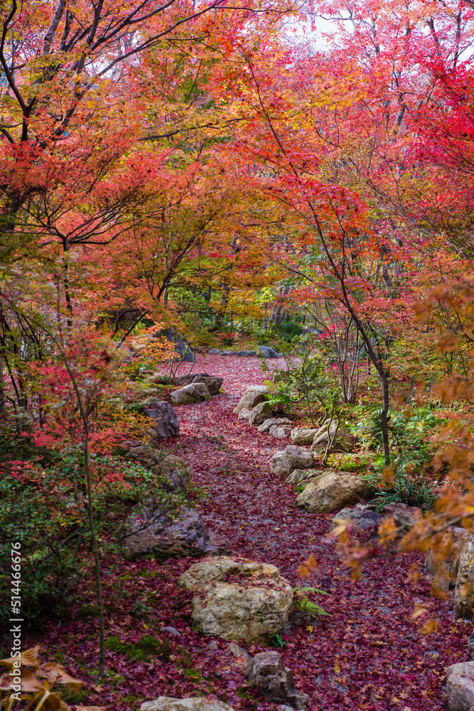 京都嵐山の紅葉