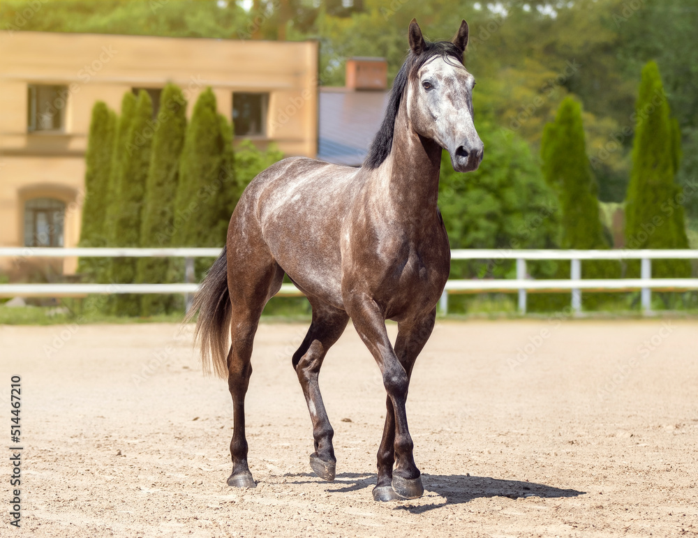 Beautiful horse run gallop in sand. A spotted thoroughbred sports mare. Summer light. Front view. Equestrian sport. Sports banner Beautiful horse run gallop in sand. A spotted thoroughbred sports mare. Summer light. Front view. Equestrian sport. Sports banner