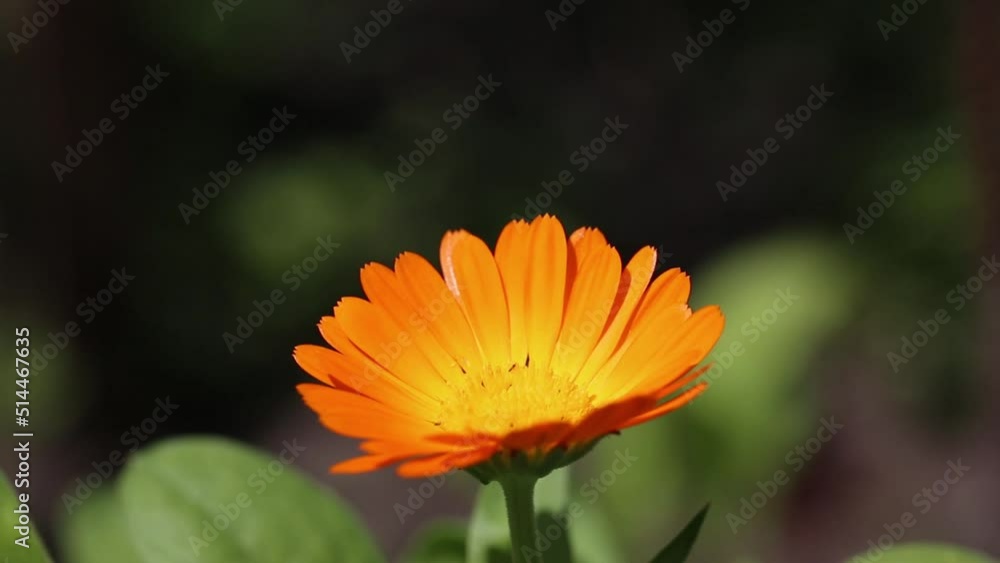 Orange flower of pharmacy calendula blooming on a natural green background in summer under the sun.
