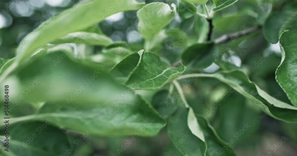 Green tree leaves. Summer nature. Plant growth. Closeup of fresh apple foliage swaying in wind on blur glow background shot on RED Cinema camera. Green tree leaves. Summer nature. Plant growth. Closeup of fresh apple foliage swaying in wind on blur glow background shot on RED Cinema camera.