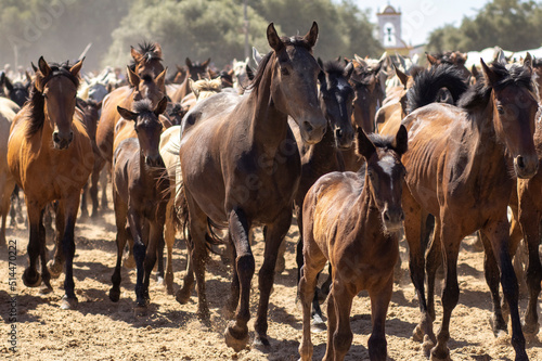 El Rocio  Huelva  Spain. Transfer of mares is a livestock event carried out with swamp mares  which is held annually in the municipality of Almonte  Huelva. In Spanish called  Saca De Yeguas .