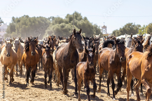 El Rocio, Huelva, Spain. Transfer of mares is a livestock event carried out with swamp mares, which is held annually in the municipality of Almonte, Huelva. In Spanish called "Saca De Yeguas". © mialcas
