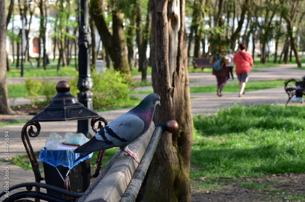 Fototapeta premium a dove sits on a garden bench in the park