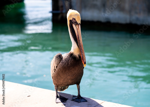 Fototapete Close-up Of Pelican