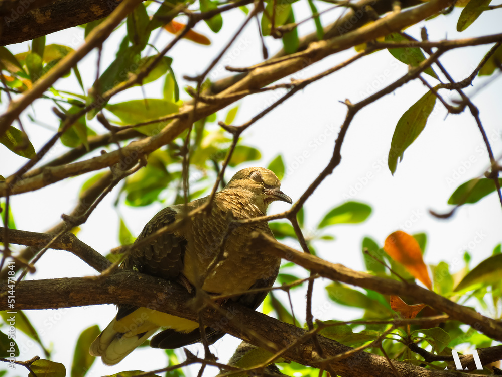 eagle on tree eagle on tree