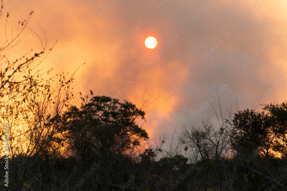 Fototapeta premium Feu de brousse, écobuage, Parc national Kruger, Afrique du Sud