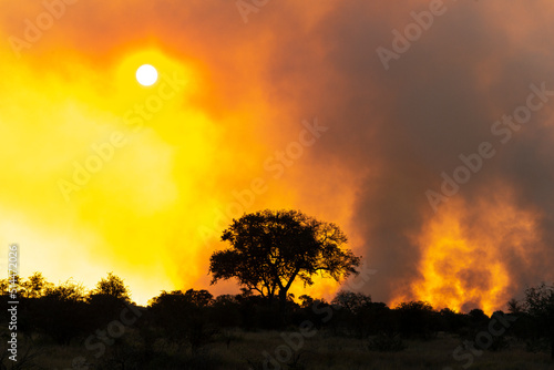 Feu de brousse    cobuage  Parc national Kruger  Afrique du Sud