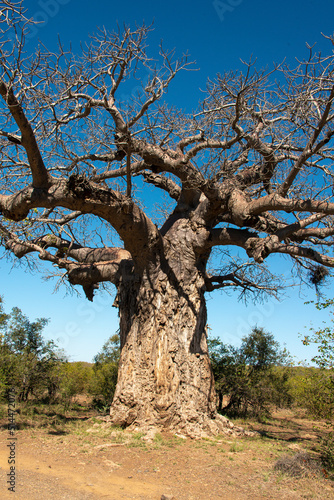 Baobab africain, Adansonia digitata, Parc national Kruger, Afrique du Sud