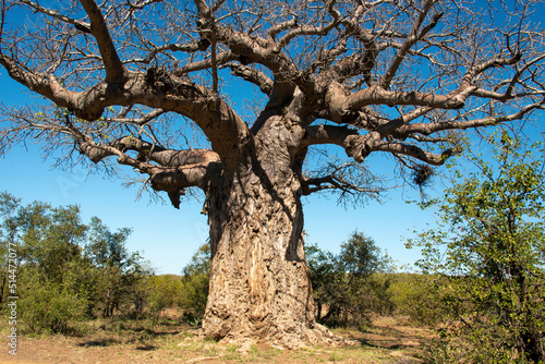 Baobab africain  Adansonia digitata  Parc national Kruger  Afrique du Sud