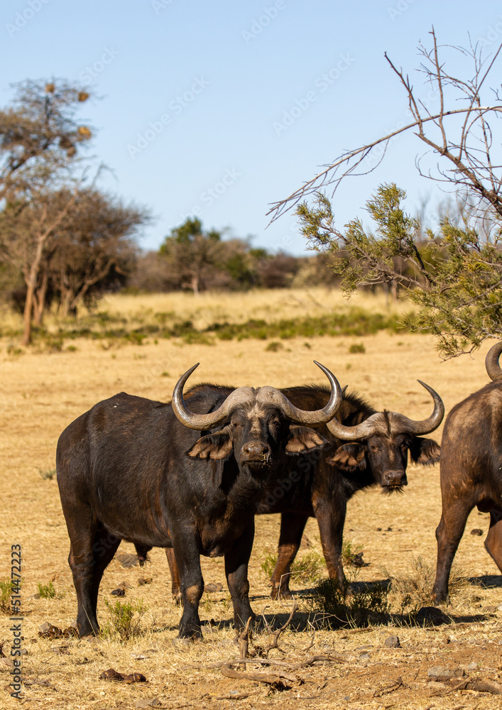 Cape or African buffalo bull on a game farm, South Africa Cape or African buffalo bull on a game farm, South Africa