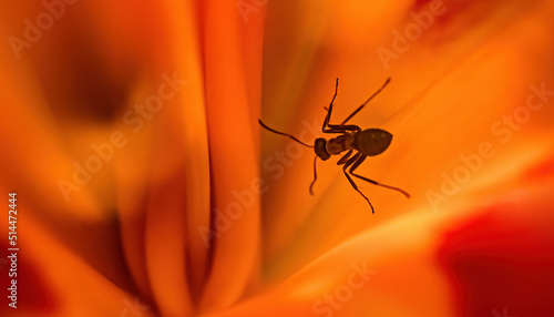 Wallpaper Mural An ant inside a bright orange lily flower bud. selective focus Torontodigital.ca