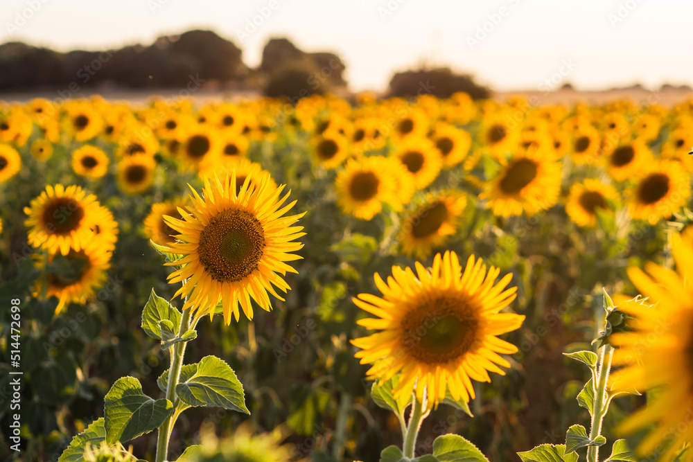 Sunflower field background at sunset