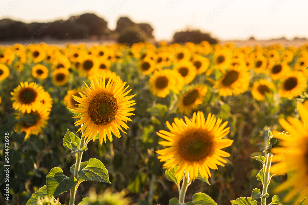 Fototapeta premium Sunflower field background at sunset