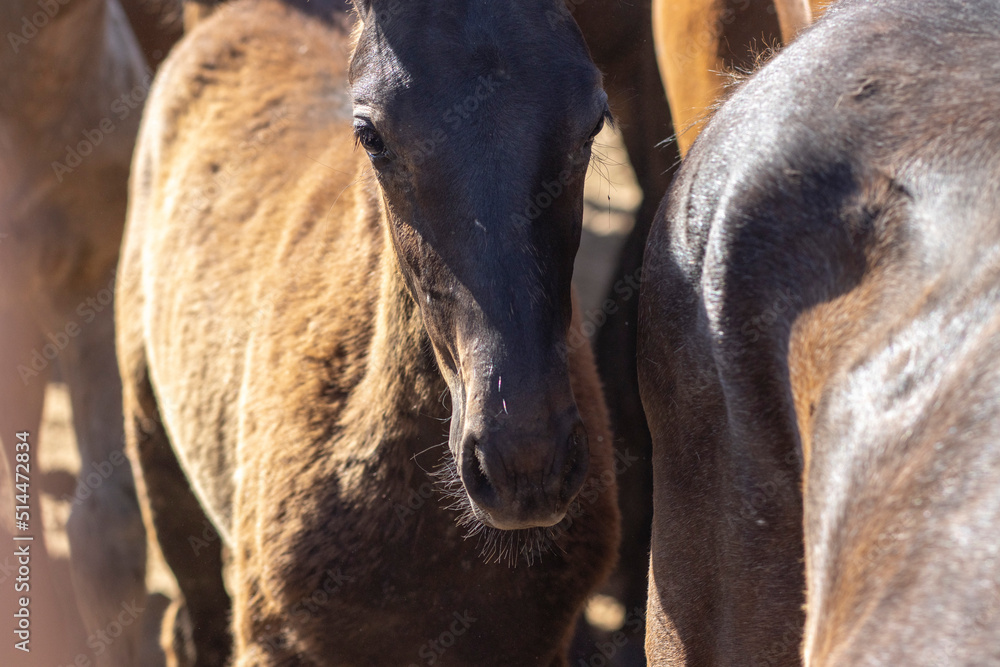 El Rocio, Huelva, Spain : 06.26.2022. Transfer of mares is a livestock event carried out with swamp mares, which is held annually in El Rocio, Huelva. In Spanish called El Rocio, Huelva, Spain : 06.26.2022. Transfer of mares is a livestock event carried out with swamp mares, which is held annually in El Rocio, Huelva. In Spanish called