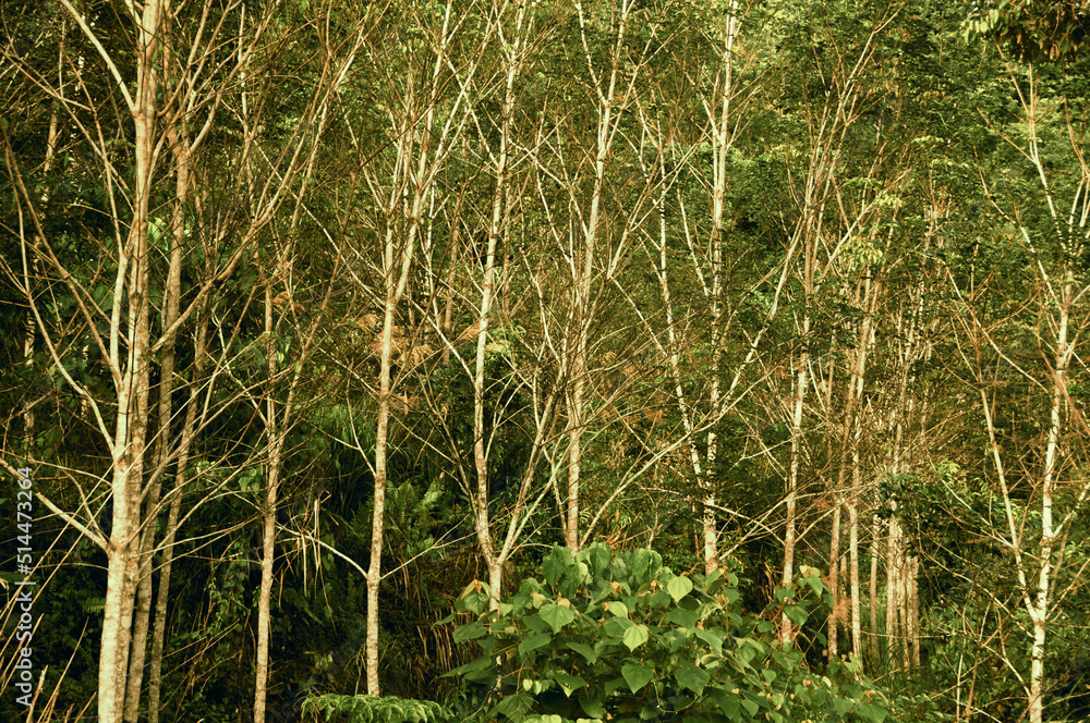 Obraz premium Straight view of trees for copy space. Nature concept