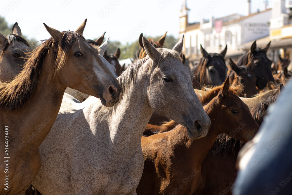 El Rocio, Huelva, Spain. Transfer of mares is a livestock event carried out with swamp mares, which is held annually in the municipality of Almonte, Huelva. In Spanish called 