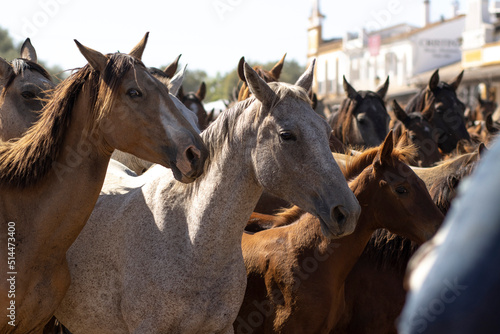 El Rocio  Huelva  Spain. Transfer of mares is a livestock event carried out with swamp mares  which is held annually in the municipality of Almonte  Huelva. In Spanish called  Saca De Yeguas .