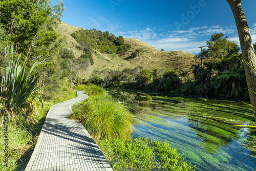 Beautiful walk in Blue spring Te Waihou walkway, New Zealand 