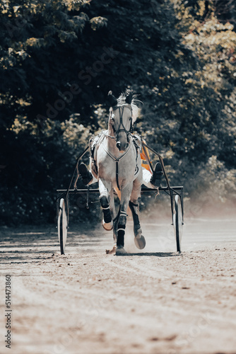 Horses of trotting breeds. Horses and riders. Posters on the equestrian theme in artistic processing. Compete for liveliness. The grace and beauty of a running horse.