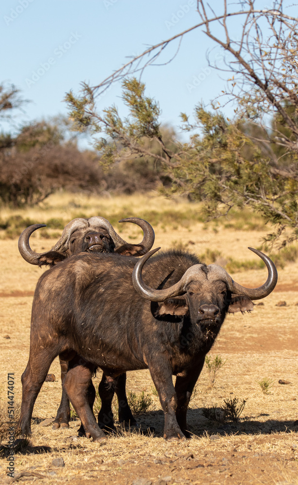 Cape or African buffalo bull on a game farm, South Africa