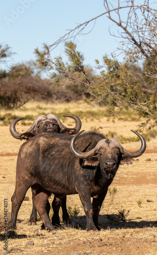 Cape or African buffalo bull on a game farm  South Africa
