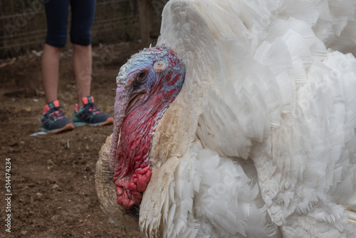 Tableau sur toile pavo en una granja