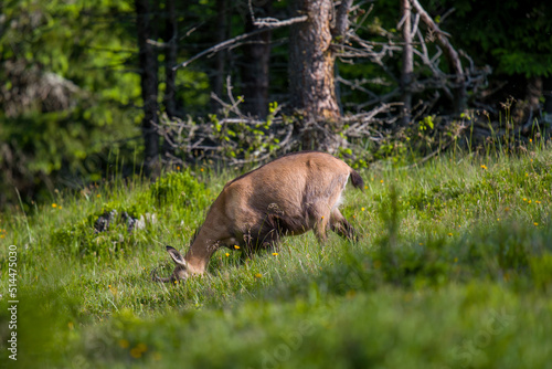 chamois female  rupicapra rupicapra  on the mountains at a sunny  morning in summer