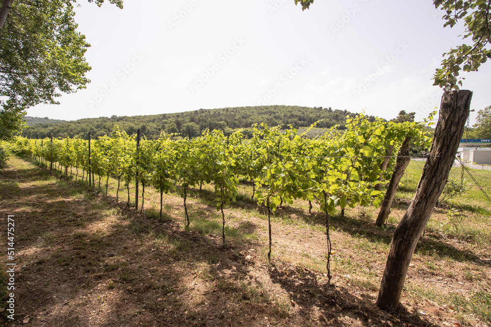 Vineyards in June, Slovenia