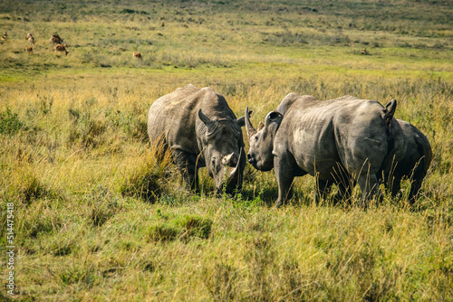 Rhinoceros standoff in Nairobi National Park, Kenya photo