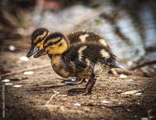 Kaczka, duck