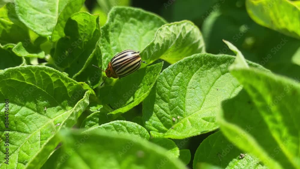 Close up of Colorado potato beetle parasites destroying potato crops in the field. Potato industry Close up of Colorado potato beetle parasites destroying potato crops in the field. Potato industry