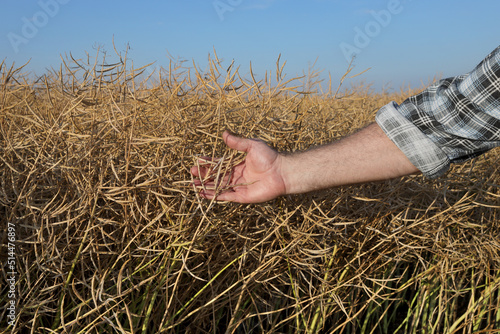 Agronomist or farmer examining canola crop in field, closeup of hand holding crop ready for harvest, rapeseed plants in early summer
