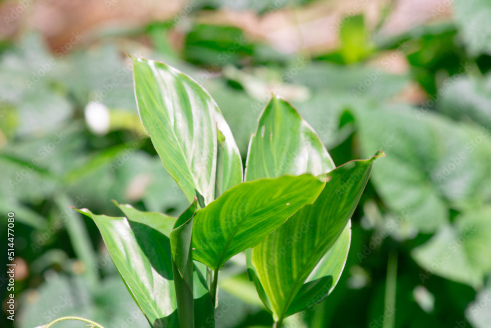 Green leaves with blurred green leaf background. Striped blooming leaves during daytime.